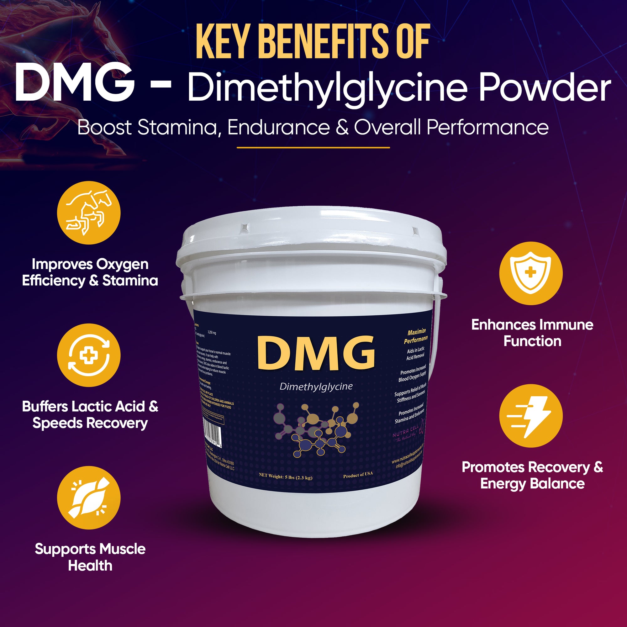 Infographic of Nutra Cell DMG equine supplement key benefits – supports oxygen utilization, enhances endurance, boosts immune response, and aids muscle recovery in horses.