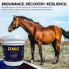 Horse standing next to Nutra Cell DMG supplement bucket with text about endurance, recovery, and resilience.
