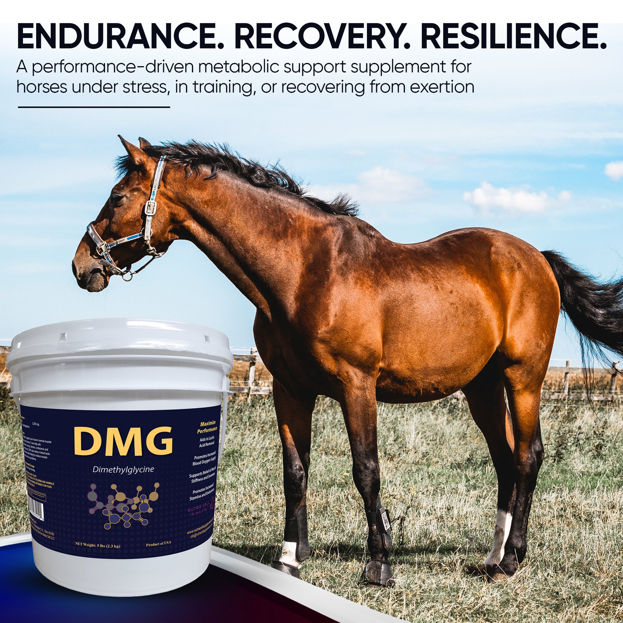 Horse standing next to Nutra Cell DMG supplement bucket with text about endurance, recovery, and resilience.