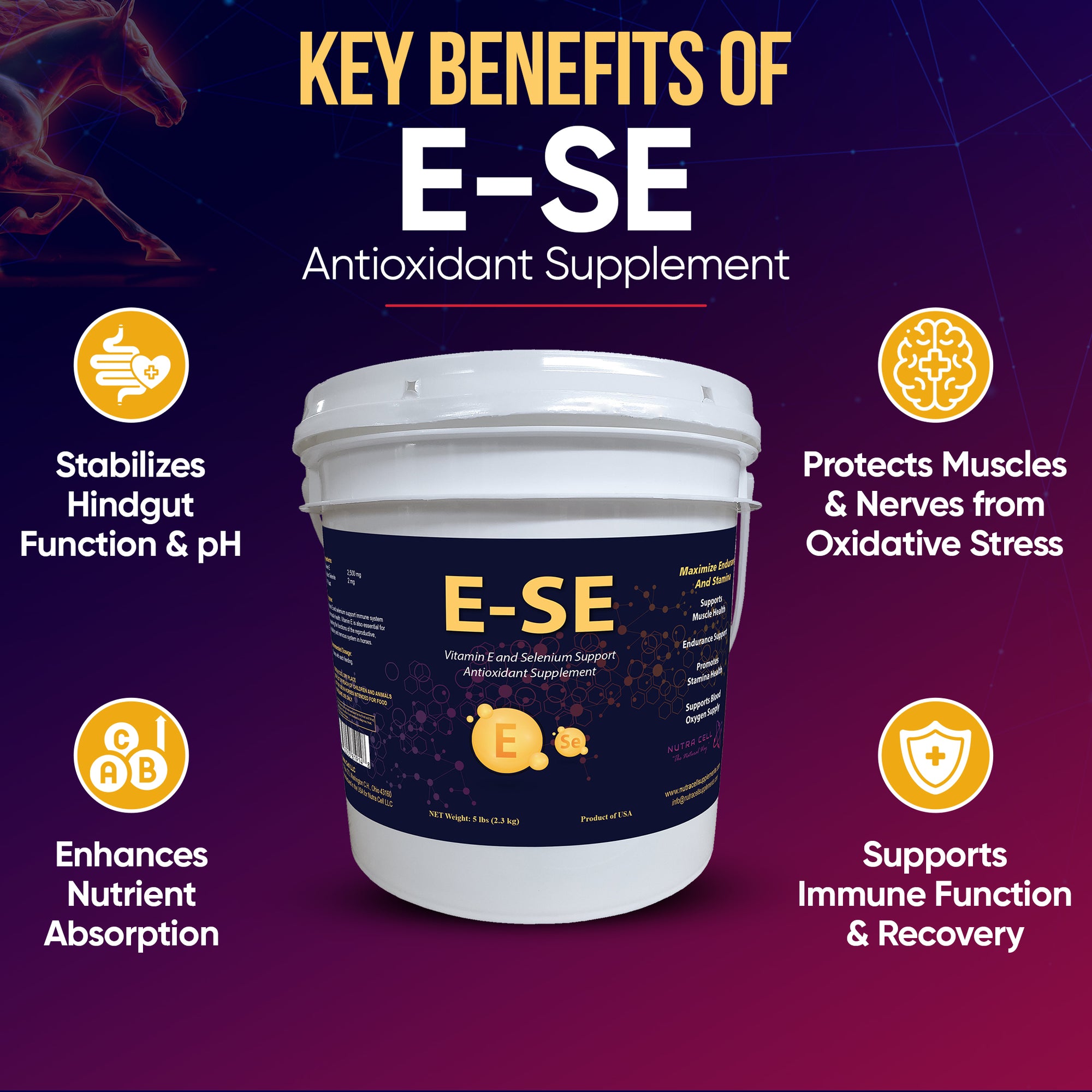 Nutra Cell E-SE infographic highlighting key equine benefits: antioxidant defense, faster recovery, stronger immunity, and hindgut support.